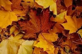 Fall Maintenance Tips